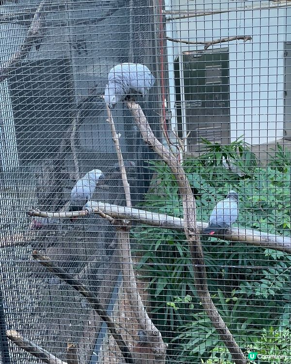 百鳥苑位於九龍公園，這裏有過百隻不同，雀鳥觀看及欣賞，值得一...