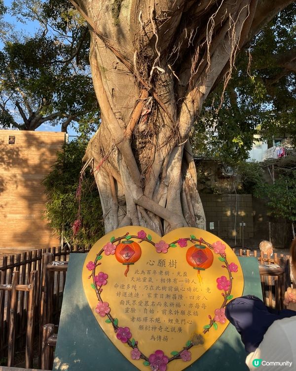 鯉魚門既心願樹吸引不少人黎到祈福或者許願，也成為打卡熱點👍...