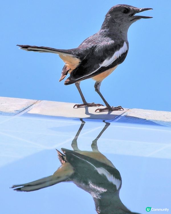 四喜鳥的天空之鏡