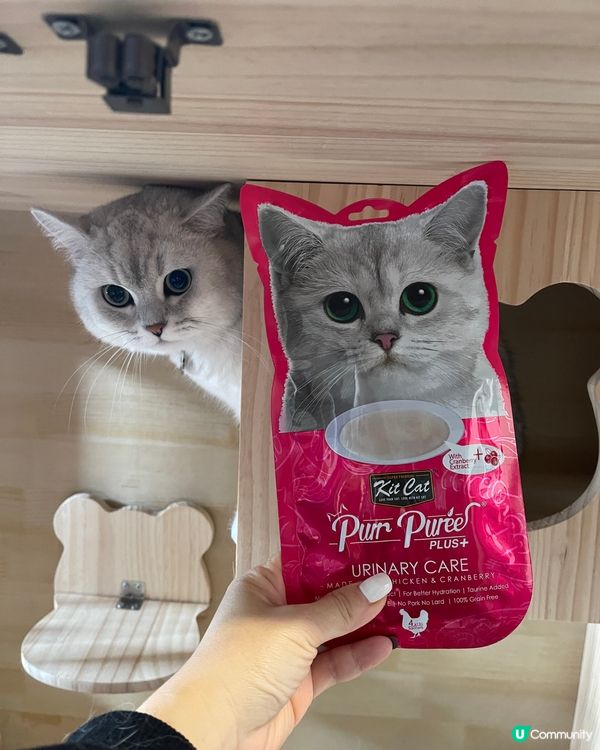 可愛既銀影🐱😍😍😍