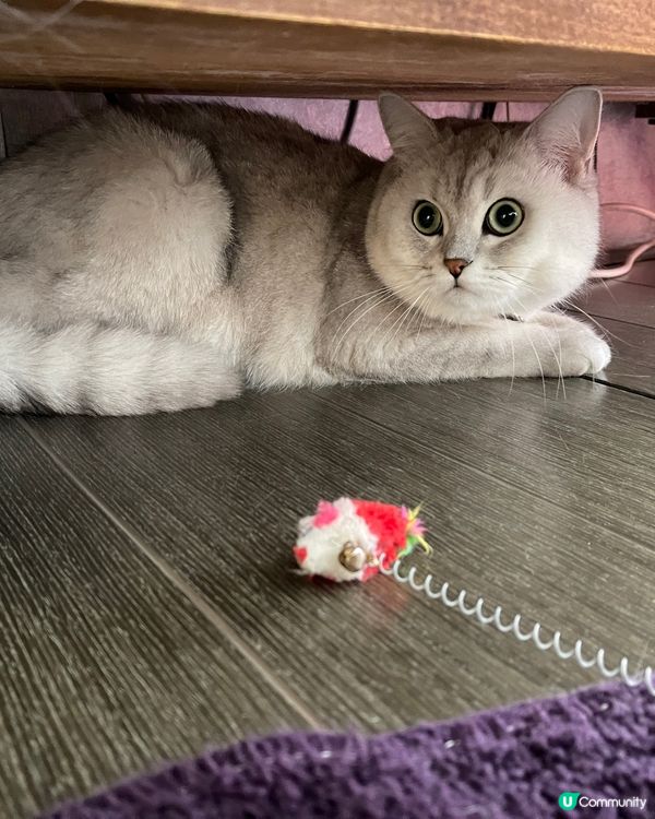 可愛既銀影🐱😍😍😍