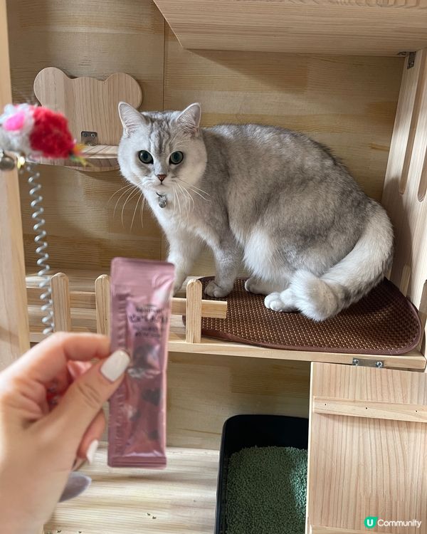 可愛既銀影🐱😍😍😍