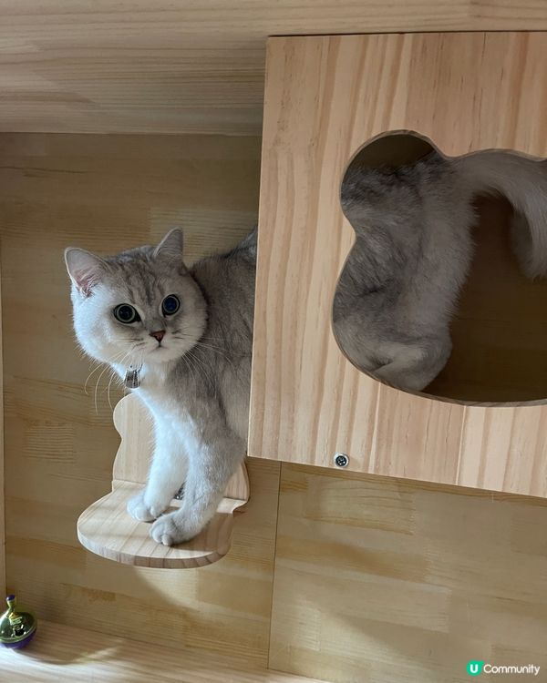 可愛既銀影🐱😍😍😍