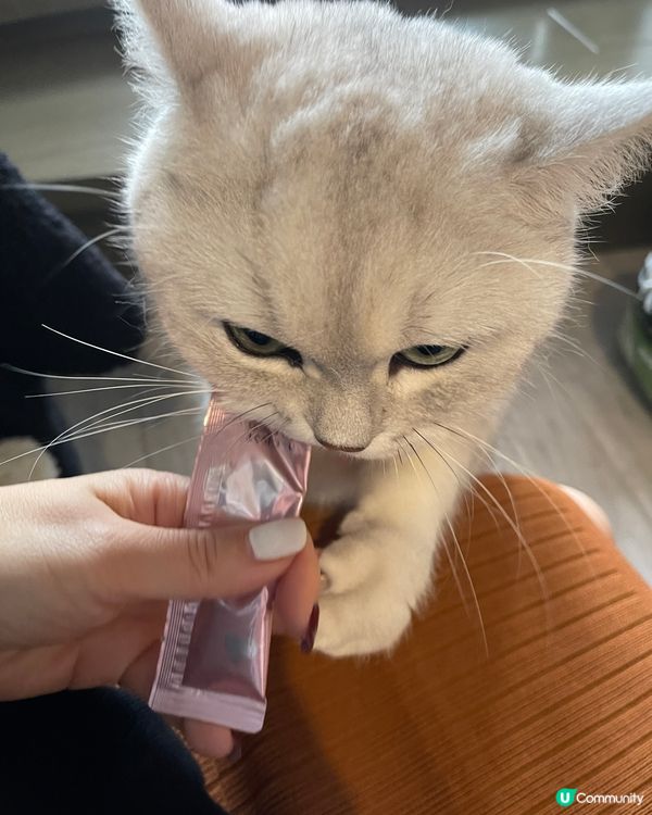 可愛既銀影🐱😍😍😍