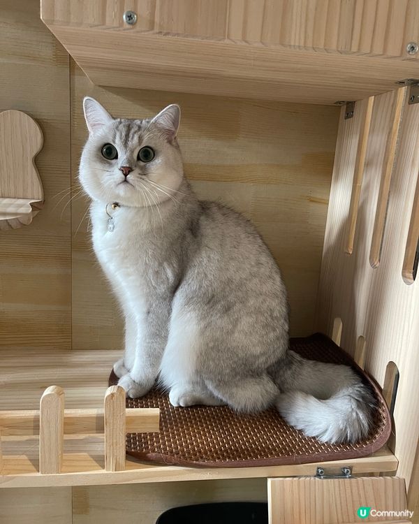 可愛既銀影🐱😍😍😍