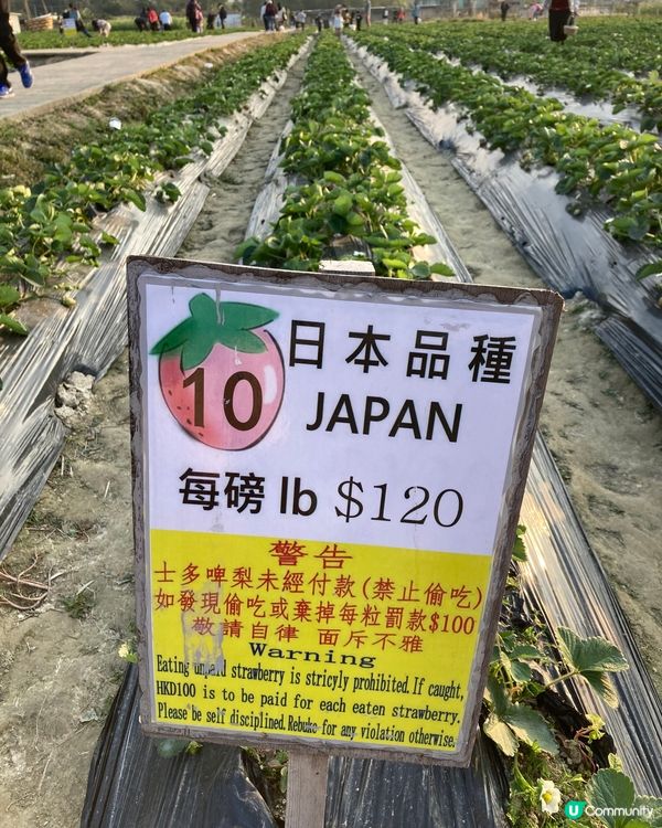 睇相睇相！大人細路都玩得