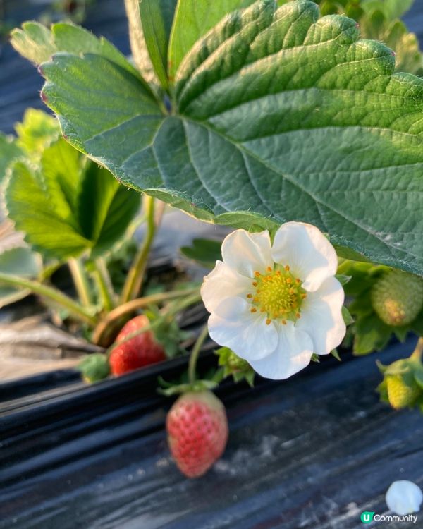 睇相睇相！大人細路都玩得