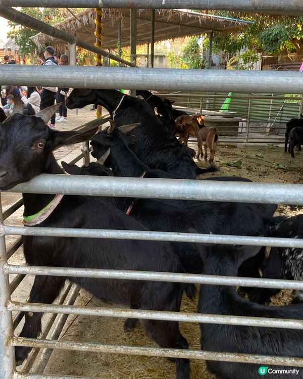 睇相睇相！大人細路都玩得