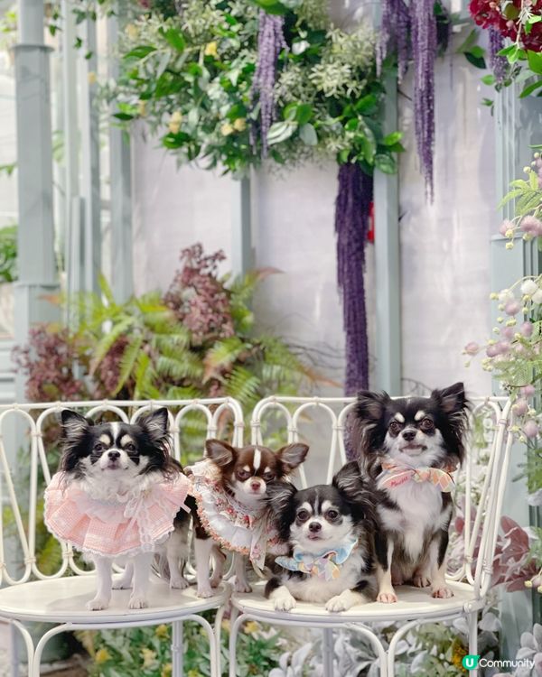 ✨ 𝕋𝕙𝕖 ℙ𝕠𝕟𝕥