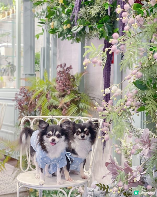 ✨ 𝕋𝕙𝕖 ℙ𝕠𝕟𝕥