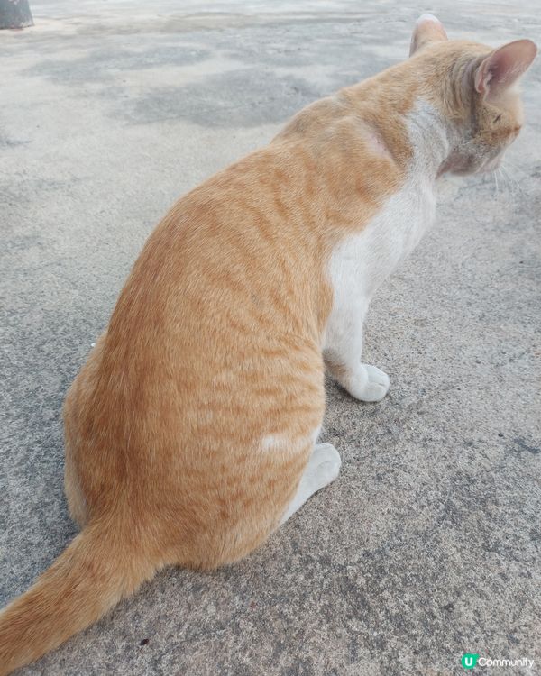 去到泰國餐廳見到周圍係貓,目視有8隻。位位靚仔靚女。我都想開...