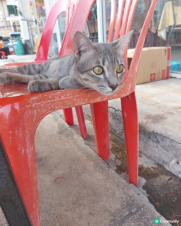 去到泰國餐廳見到周圍係貓,目視有8隻。位位靚仔靚女。我都想開...