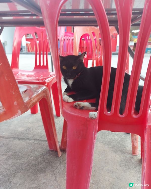 去到泰國餐廳見到周圍係貓,目視有8隻。位位靚仔靚女。我都想開...