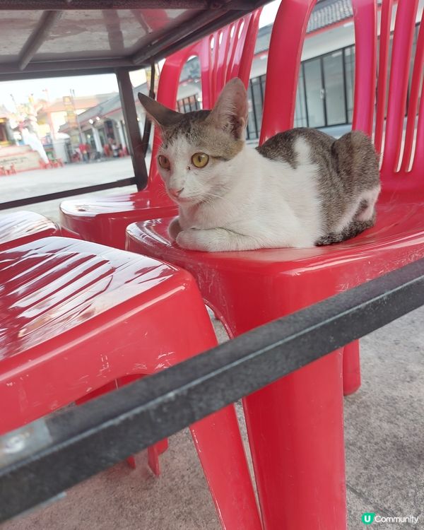 去到泰國餐廳見到周圍係貓,目視有8隻。位位靚仔靚女。我都想開...