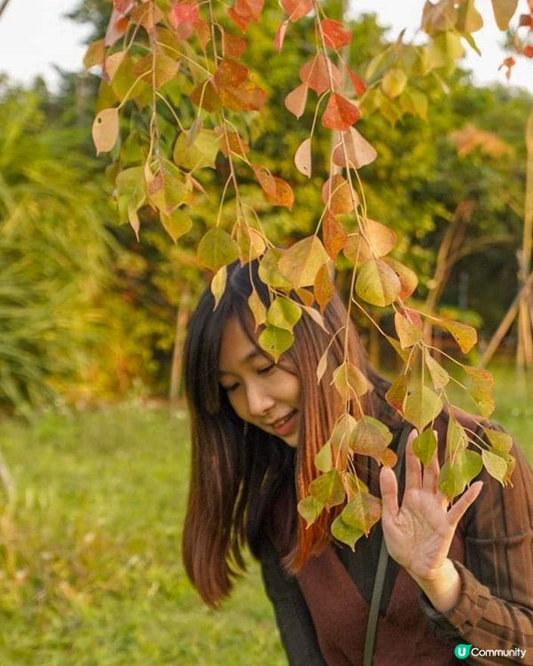 【落羽松🍂濕地公園】