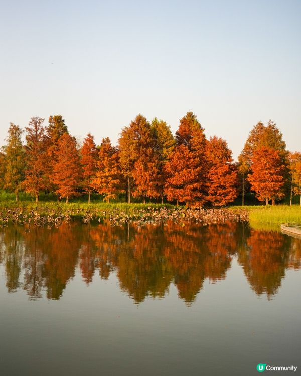 【落羽松🍂濕地公園】