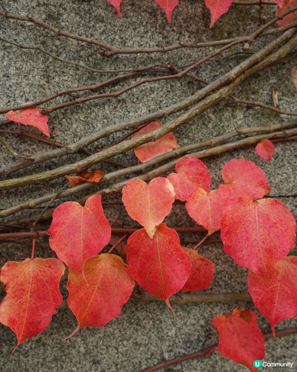 【落羽松🍂濕地公園】