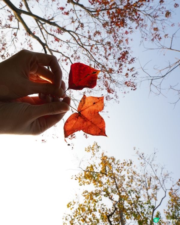 【落羽松🍂濕地公園】