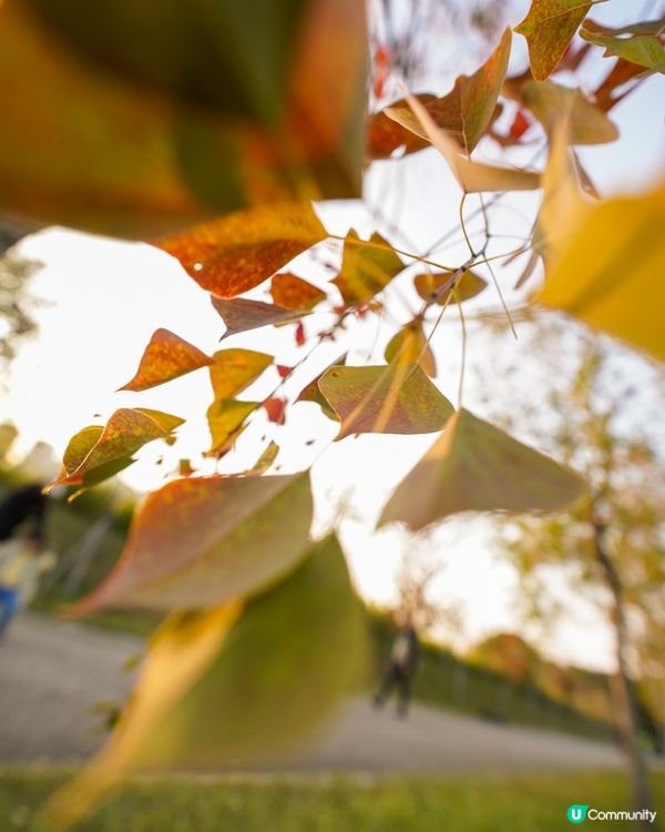 【落羽松🍂濕地公園】
