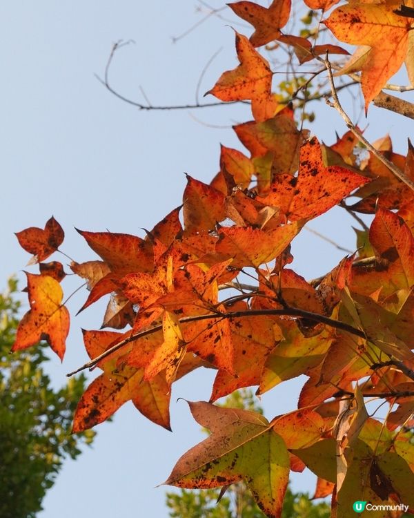 【落羽松🍂濕地公園】
