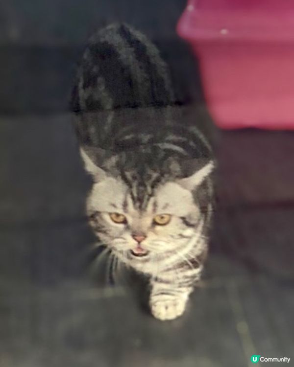 行catwalk😸擘大口