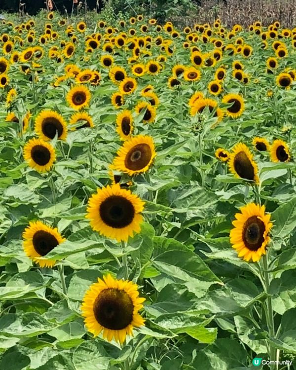 一大片花海～好靚既太陽花夏天盛放🌻
