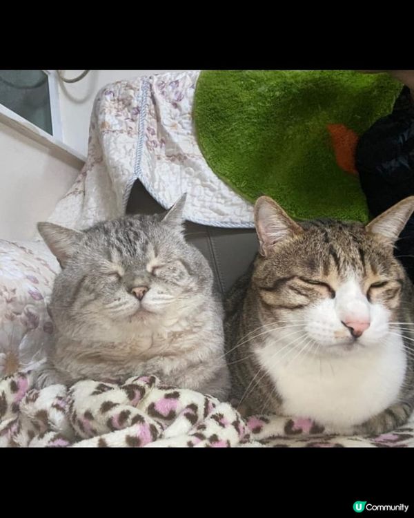 🐱相親相愛，同一個表情同一個動作，超得意可愛🥰