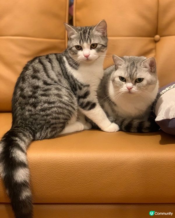 這對要好的Mochi & Alpha 😺😺（倆母子)，又捕捉...