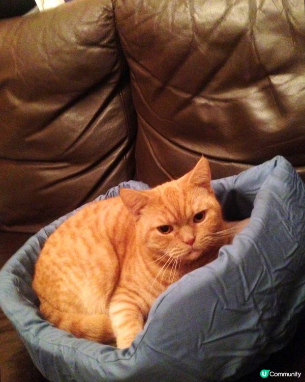 🐈溫暖的家