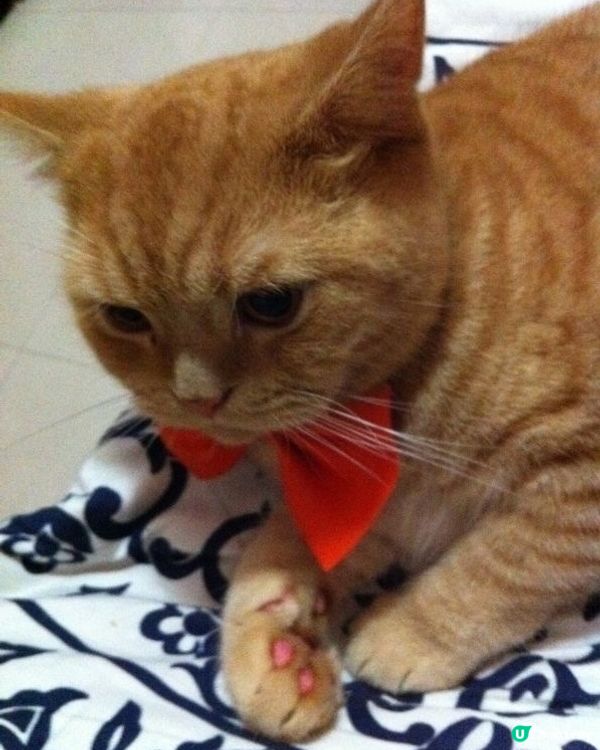 🐈 紅色煲呔