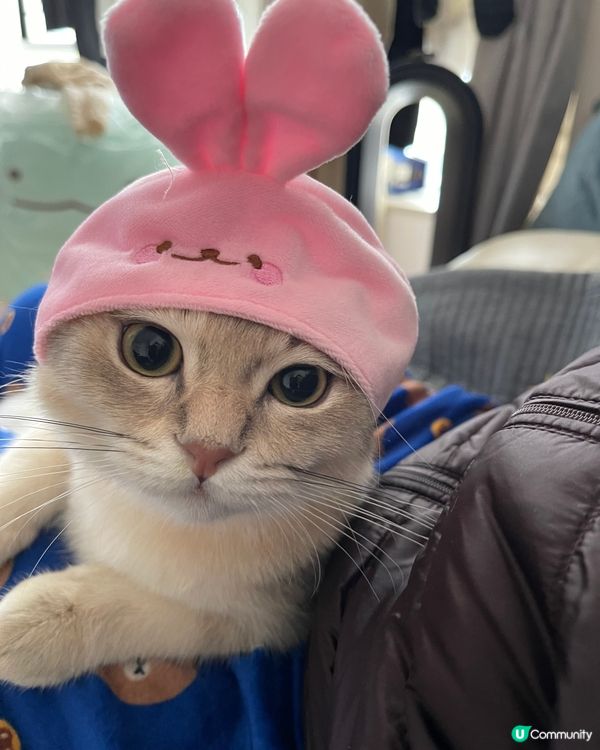 媽咪話下年係兔年🐰，等我扮下🐰先