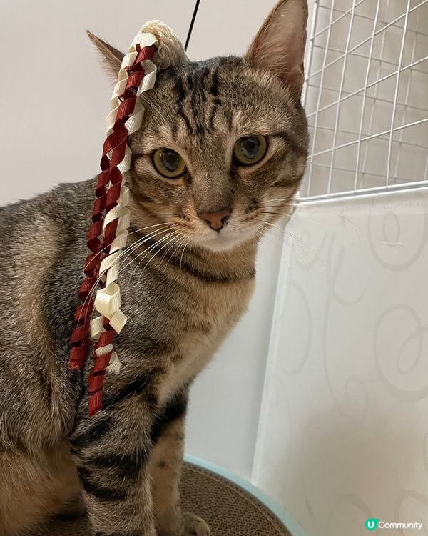 🐱新髪型