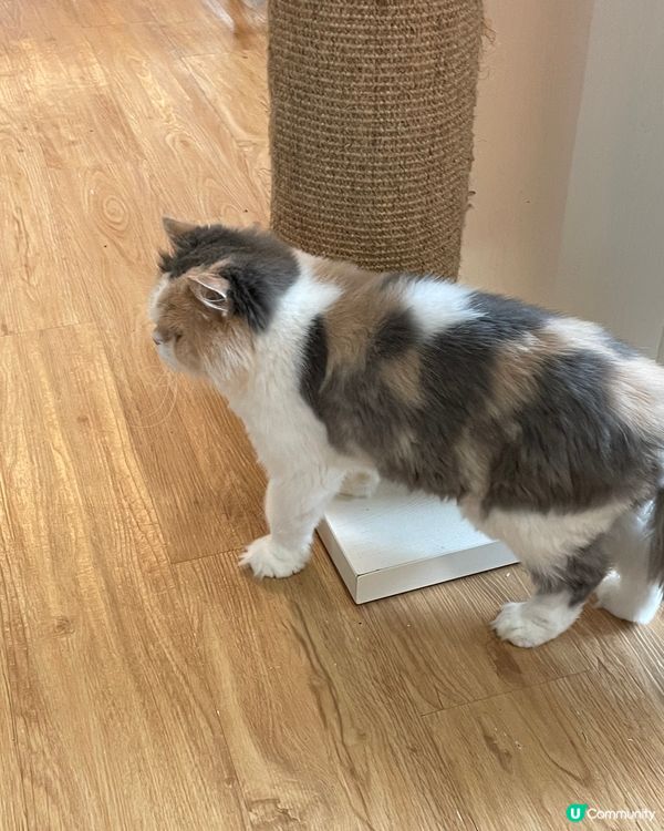 🐱黑白灰超得意！