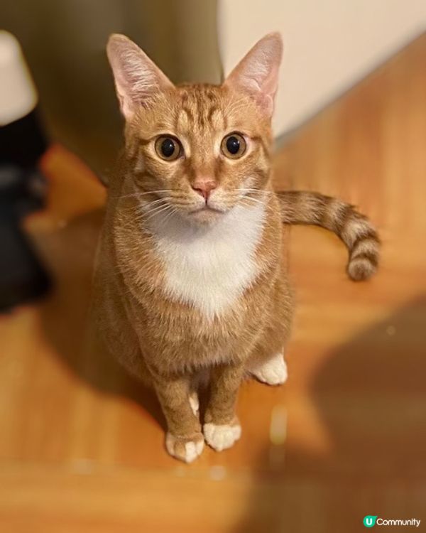 正正經經影返張相😺坐得好端正