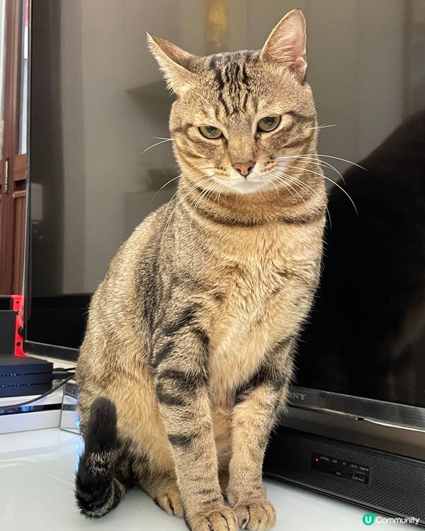 🐱高竇貓貓