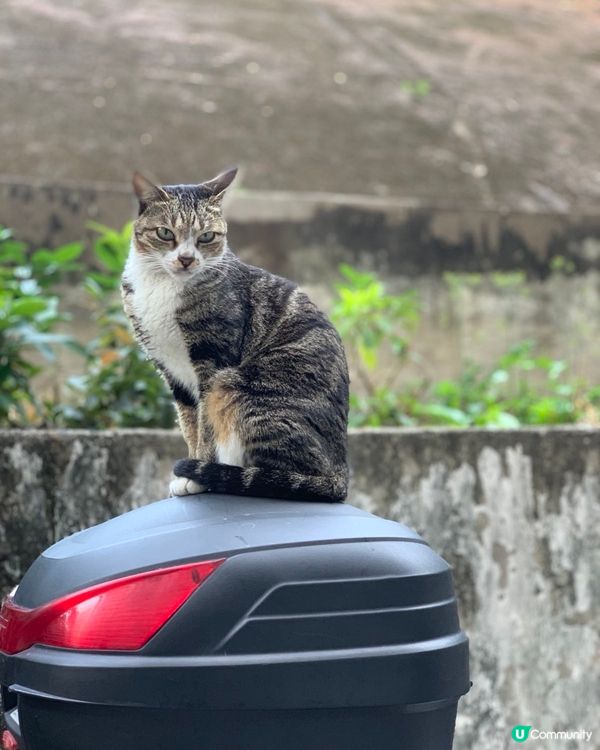 🐱企定啲呀