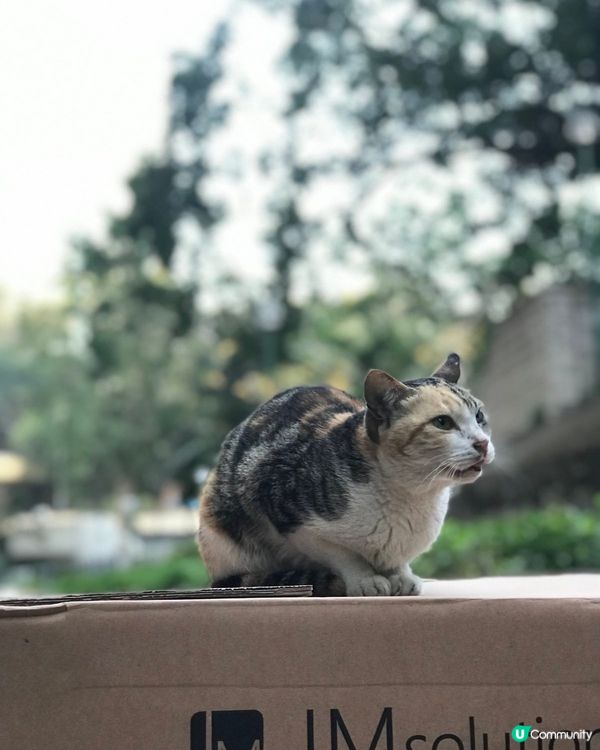 🐱無意中見到的一隻貓