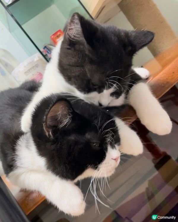 🐱親親貓貓