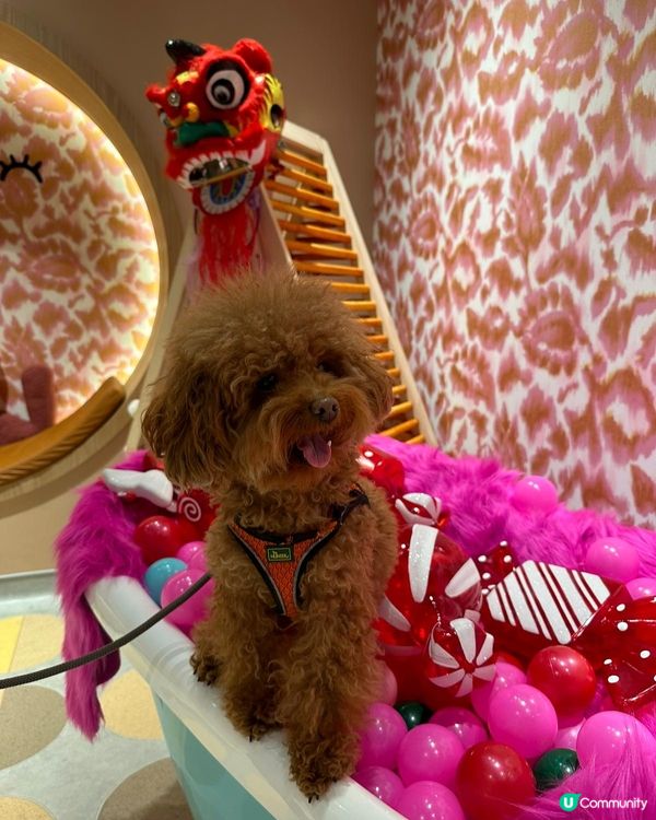 Olaf: 冬天咁凍無得玩水唔緊要🐶我有得去間cafe度浸泡...