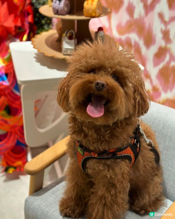 Olaf: 冬天咁凍無得玩水唔緊要🐶我有得去間cafe度浸泡...