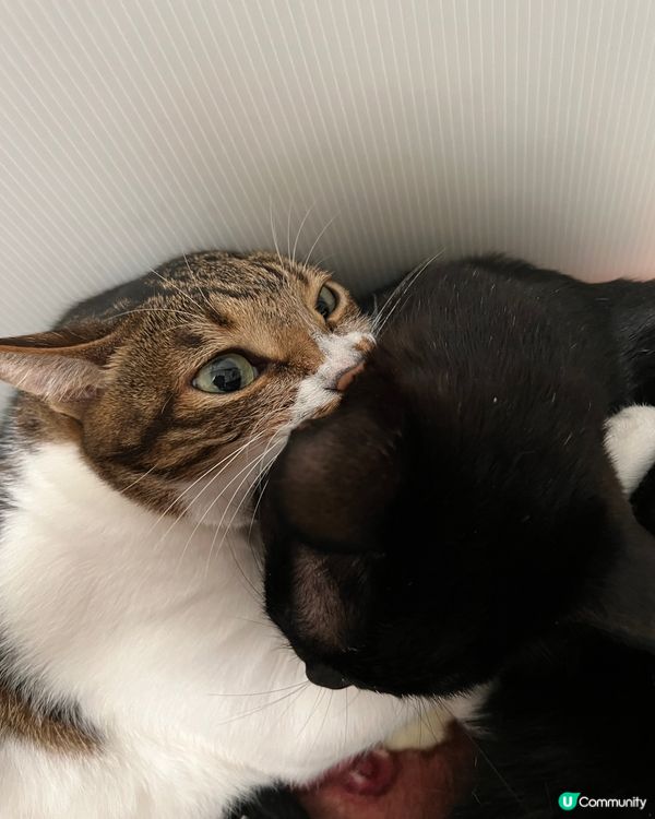 🐱發生乜嘢事？