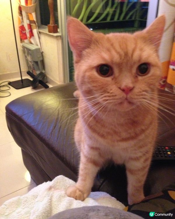🐱貓貓做什麽！