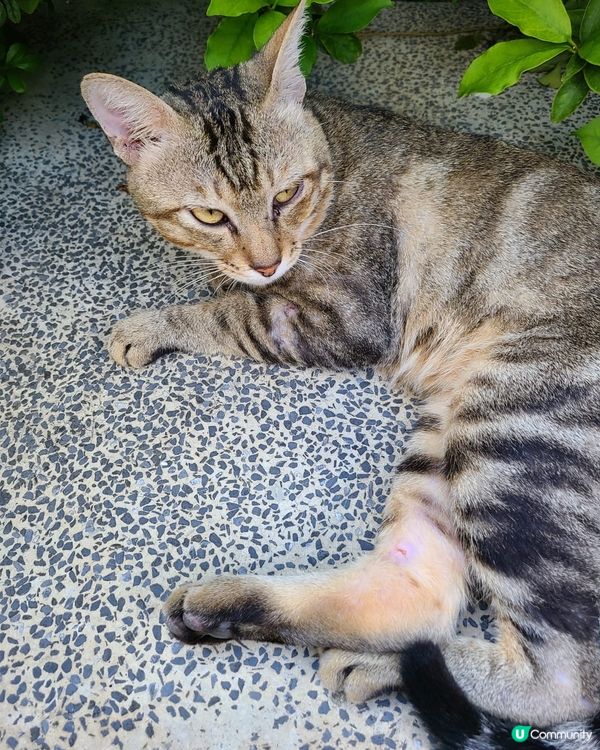 🐱街頭貓貓