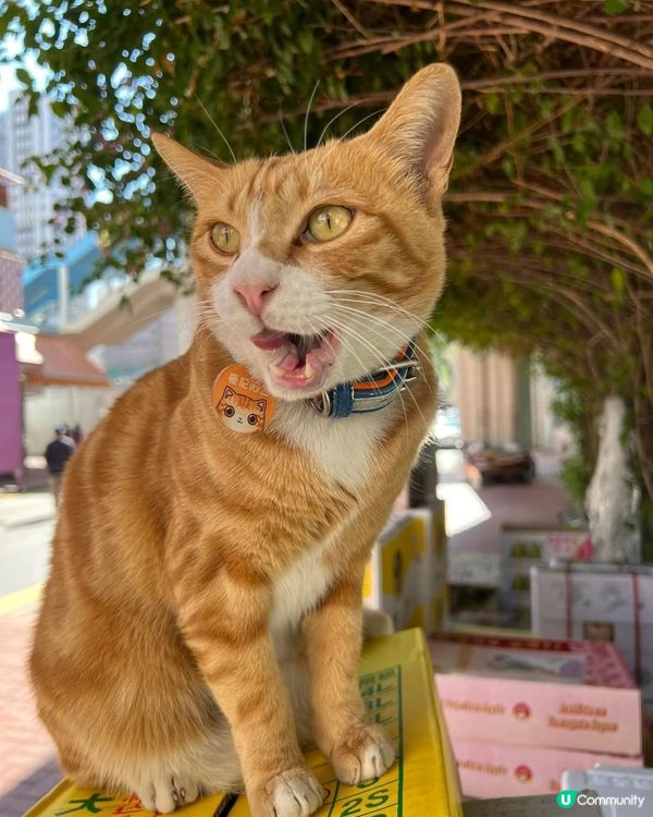 豪記阿二係度大叫😸嚇親街坊