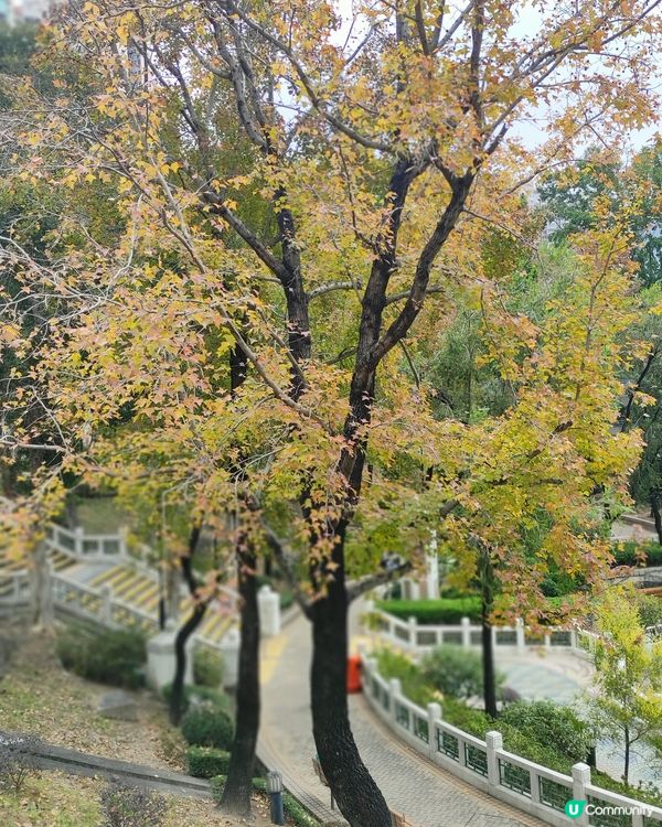 黃大仙也可賞楓，可能農曆年轉紅