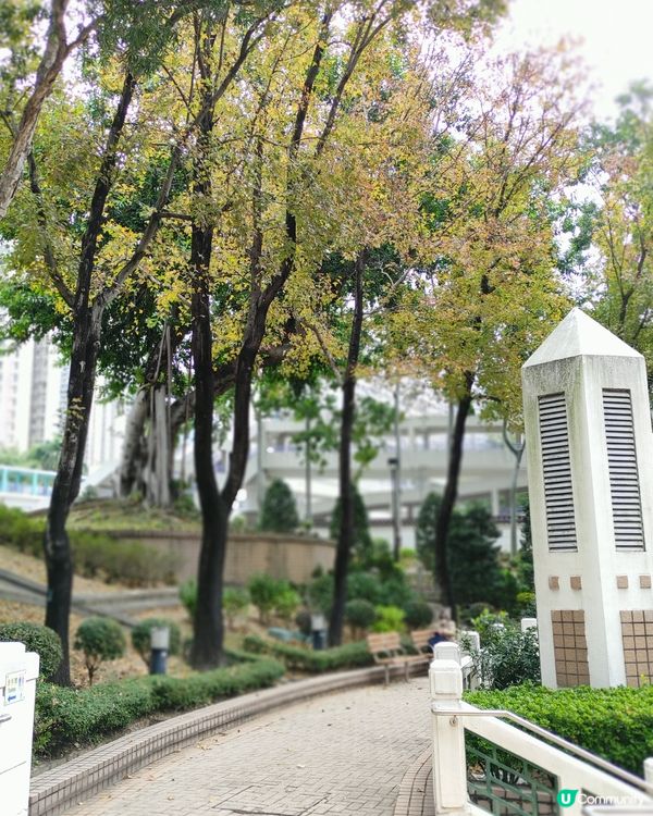 黃大仙也可賞楓，可能農曆年轉紅