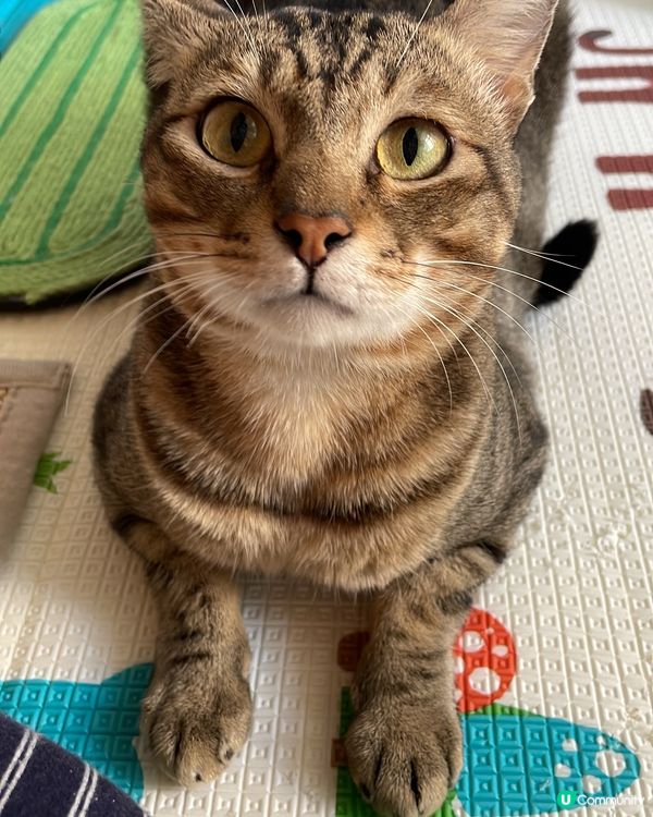 🐱貓貓@日常