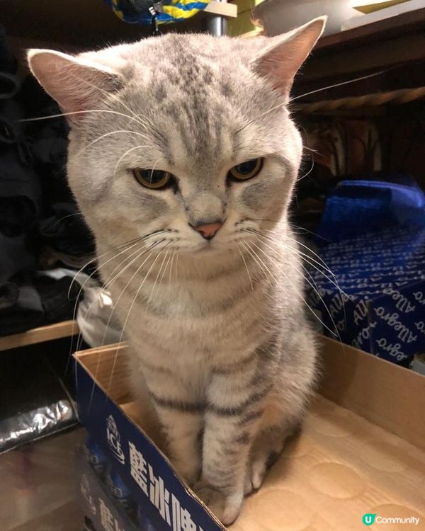 🐱可愛的貓貓，喺個紙皮上邊擺pose，好得意可愛🥰