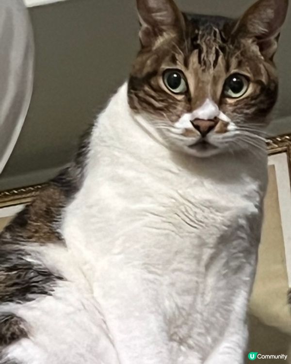 🐱怕羞貓貓