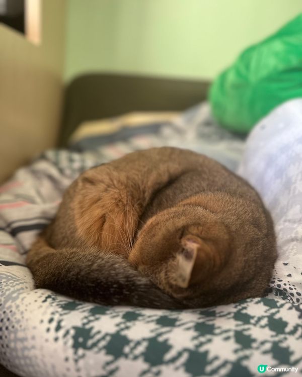 🐱：你睇我唔到，你睇我唔到